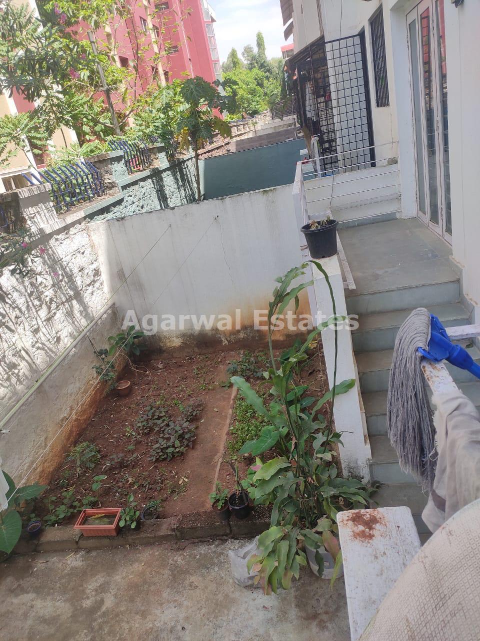 Krishvi Orange Tree